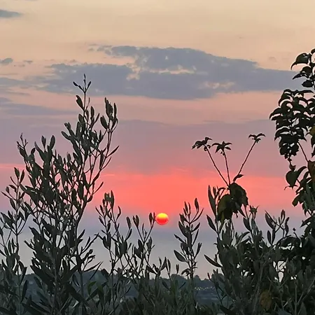 Olympus Pearl سكوتينا